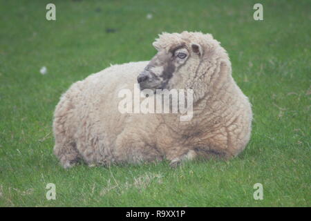 A sheep lying on a lush green lawn Stock Photo