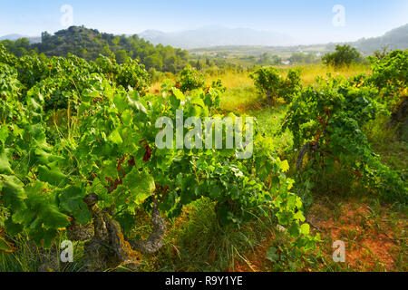 Vineyards in Marina alta of Alicante in Spain Stock Photo