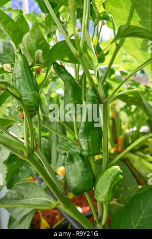 Little padron peppers growing in plant orchard at urban garden Stock Photo