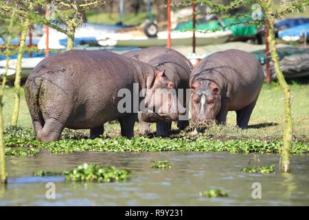 Hippos which standing very close to a to a storage place for boats at Lake Naivasha Stock Photo