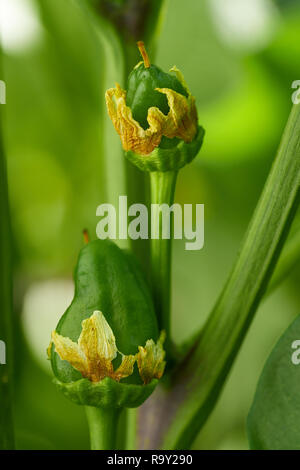 Little peppers growing from a plant in orchard Stock Photo