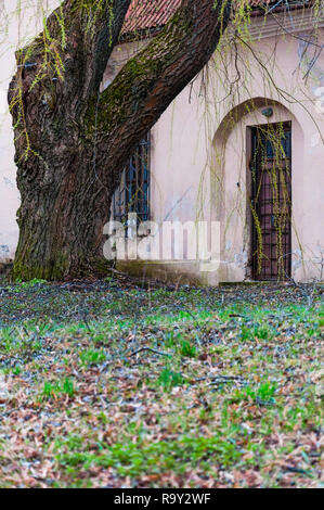 Vilnius, Lithuania - April 28, 2013: Huge willow tree with fantastic branches growing on backyard of the abandoned Catholic church of the Ascension on Stock Photo
