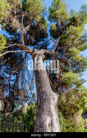 Vertical perspective of a tall Jerusalem Pine tree in Rosh Pina, Israel Stock Photo