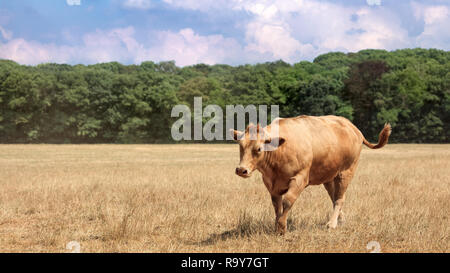 Brown bull cow walking in a dry meadow on a hot summer day, Brabant, The Netherlands. Stock Photo