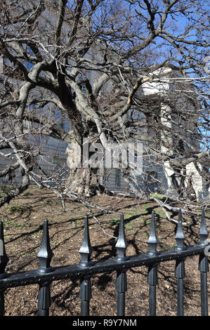 Old Gnarly Tree outside National Portrait Gallery in Chinatown, Washington DC Stock Photo
