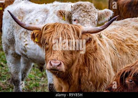Highland cattle ,Bo Ghaidhealach Heilan coo, a Scottish cattle breed with characteristic long horns and long wavy coats on the Isle of Skye in the rai Stock Photo