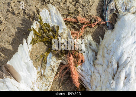 dead northern gannet trapped in plastic fishing net washed ashore on Kijkduin beach The Hague Stock Photo