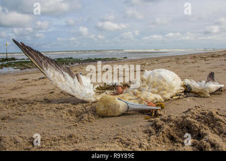 dead northern gannet trapped in plastic fishing net washed ashore on Kijkduin beach The Hague Stock Photo