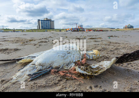 dead northern gannet trapped in plastic fishing net washed ashore on Kijkduin beach The Hague Stock Photo