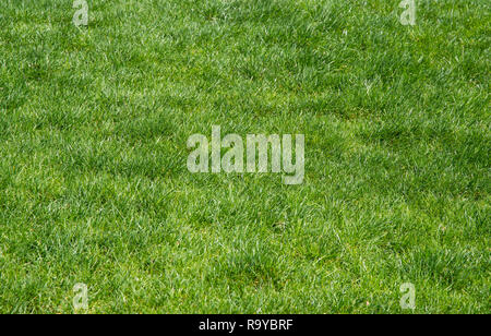 Green grass. Natural background texture. Stock Photo
