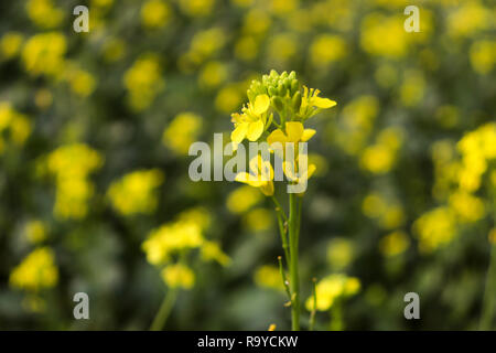 Most Beautiful Mustard Flower in Bangladesh Stock Photo