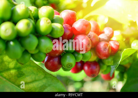 Coffee on tree / Arabicas raw and ripe coffee bean in field and sunlight -  green and red coffee seed branch in agriculture organic farm Stock Photo