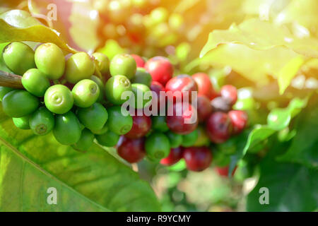 Coffee on tree / Arabicas raw and ripe coffee bean in field and sunlight -  green and red coffee seed branch in agriculture organic farm Stock Photo