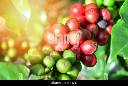 Coffee on tree / Arabicas raw and ripe coffee bean in field and sunlight -  green and red coffee seed branch in agriculture organic farm Stock Photo