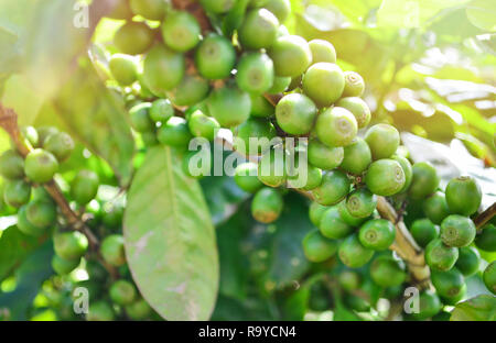 Coffee on tree / Arabicas coffee bean in field and sunlight - Raw green coffee seed branch in agriculture organic farm Stock Photo