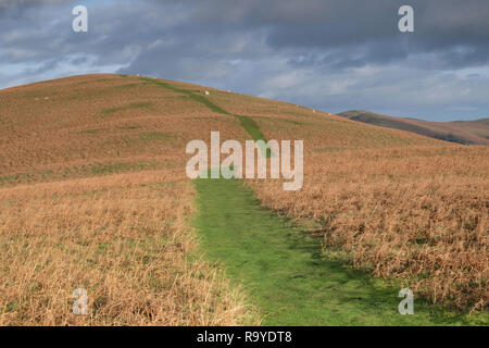 Moorland path over Ragleth Hill, Shropshire, UK Stock Photo
