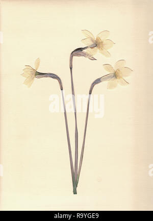 Pressed and dried daffodils. White narcissus. Scanned image. Vintage herbarium background on old paper. Stock Photo