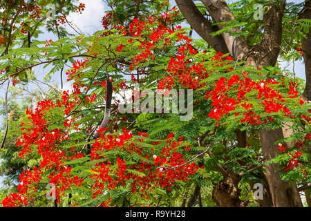 A Flamboyant tree or delonix regia with bright red flowers and large seed pods, Kenya, East Africa Stock Photo