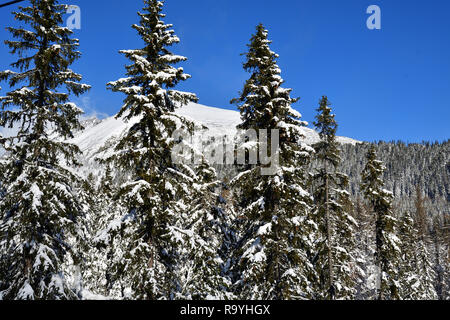 frozen and snowy landscape in winter