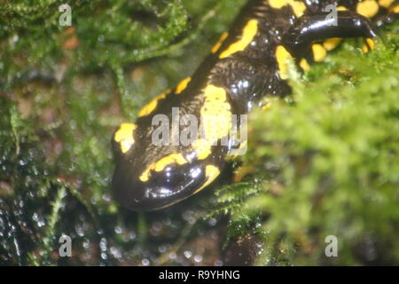 Partial view of a fire salamander (Salamandra salamandra) Stock Photo