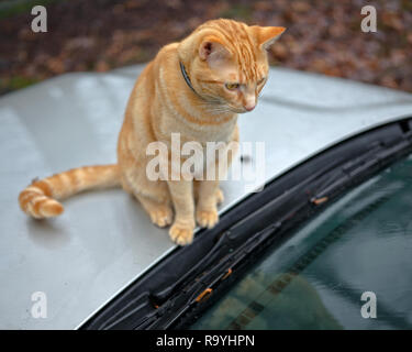 Orange Cat on Automobile hood near windshield. Kitten on SUV, Car Stock Photo