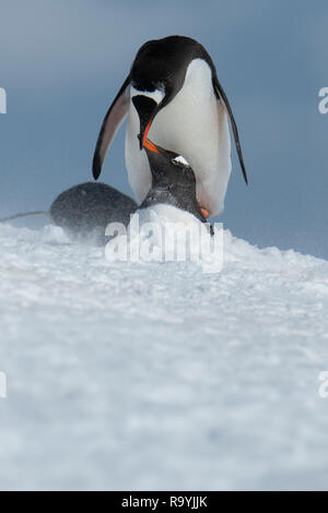 Antarctica, Gerlache Strait, Palmer Archipelago, Wiencke Island, Damoy Point. Nesting Gentoo penguins in blowing snow, mating pair. Stock Photo