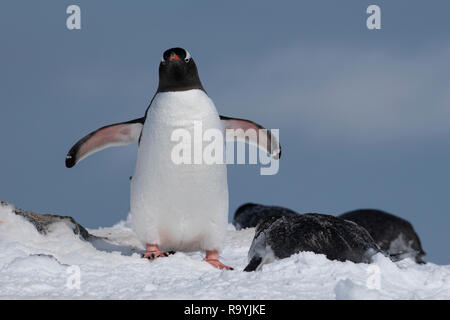 Antarctica, Gerlache Strait, Palmer Archipelago, Wiencke Island, Damoy Point. Gentoo penguins. Stock Photo