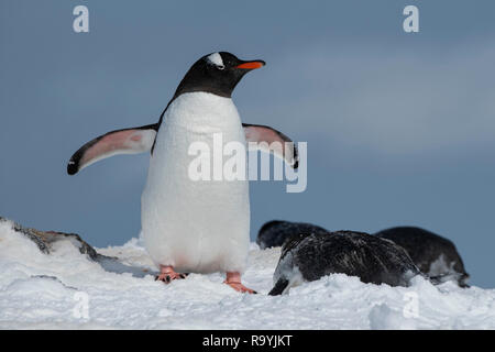 Antarctica, Gerlache Strait, Palmer Archipelago, Wiencke Island, Damoy Point. Gentoo penguins. Stock Photo