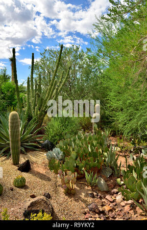 Cacti and succulents growing in display setting at Desert Botanical Garden in Papago Park, Phoenix, AZ, USA Stock Photo