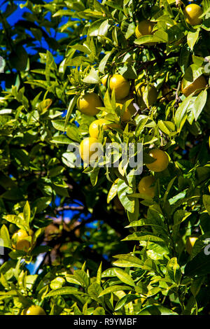 Oranges growing on a tree in the city of Valencia, Spain Stock Photo