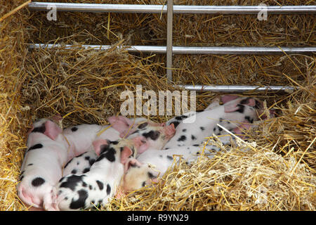 Gloucester Old spot piglets Stock Photo