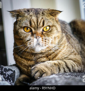 beautiful brown stripped scottish fold cat against a blurred background Stock Photo