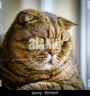 beautiful brown stripped scottish fold cat against a blurred background Stock Photo