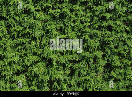 Trimmed hedge of thuja occidentalis Stock Photo