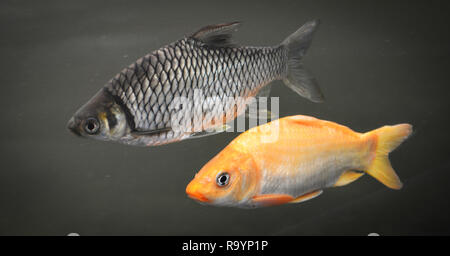 Java barb silver barb fish hi-res stock photography and images - Alamy