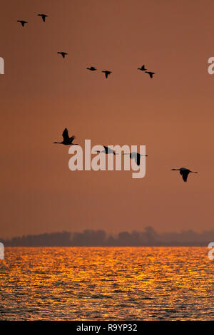 Common Cranes (Grus grus) migrating and flying with Common Scooter (Melanitta nigra) over Baltic Sea in sunset, Mecklenburg-Western Pomerania, Germany Stock Photo