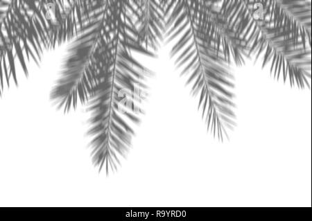 Summer abstract background of shadow exotic palm leaves on a white wall. White and Black for overlay a photo or mockup Stock Photo