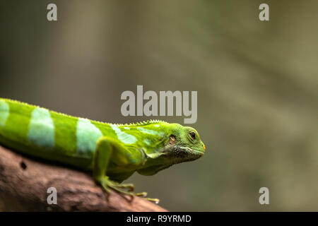 Male Fiji banded iguana, Brachylophus fasciatus, natural background. Stock Photo