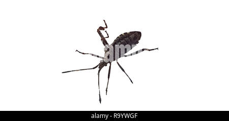 Beetle; Amphimallon solstitiale, in front of white background Stock Photo