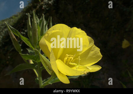 Oenothera biennis; Evening primrose isolated on dark background in Swiss cottage garden Stock Photo
