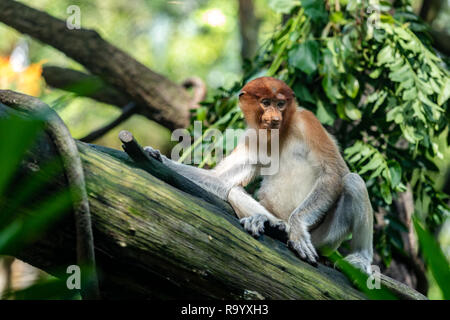 Female proboscis monkey sitting on a tree trunk Stock Photo