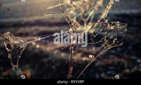 Web in sunlight at dawn on a field Stock Photo