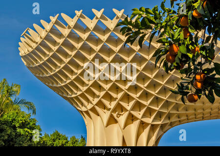 METROPOL PARASOL LA ENCARNACION SQUARE SEVILLE SPAIN EARLY MORNING WITH ORANGES ON A TREE Stock Photo