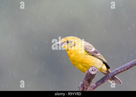 Flame colored tanager, Costa Rica Stock Photo