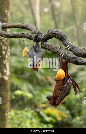 Large Malayan flying fox, Pteropus vampyrus, bats hanging from a branch Stock Photo