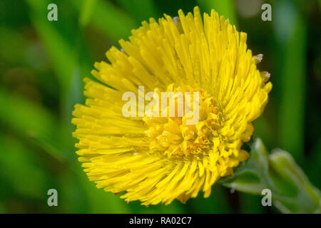 Colt's-foot (tussilago farfara), close up of single flower head. Stock Photo