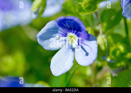 Creeping Speedwell (veronica filiformis), close up of a single flower with buds and others in the background. Stock Photo