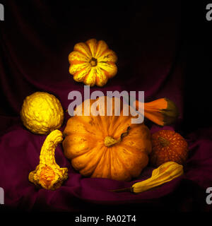 An arrangement of edible and ornamental winter squashes, pumpkins, on draped dark red fabric. Light painting still life.