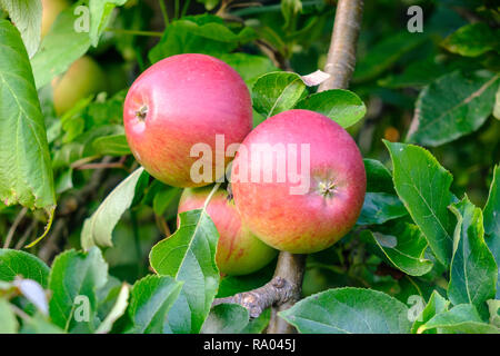 Apples on apple tree UK allotment Stock Photo