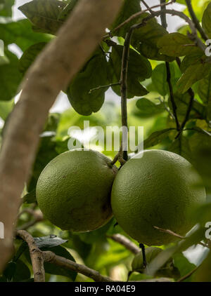 Pomelo, natural ripening citrus fruit, green pomelo hanging on tree branch Stock Photo